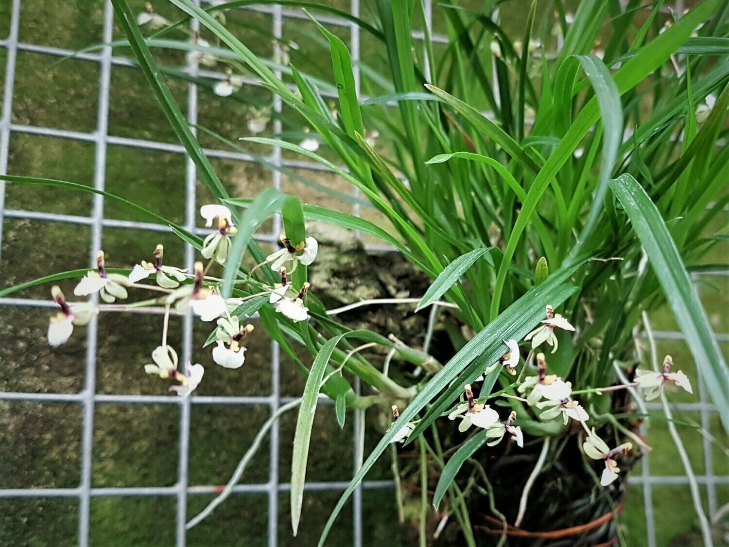 Sigmatostalix radicans (Ornithophora radicans) Sigmatostalix radicans (Ornithophora radicans)