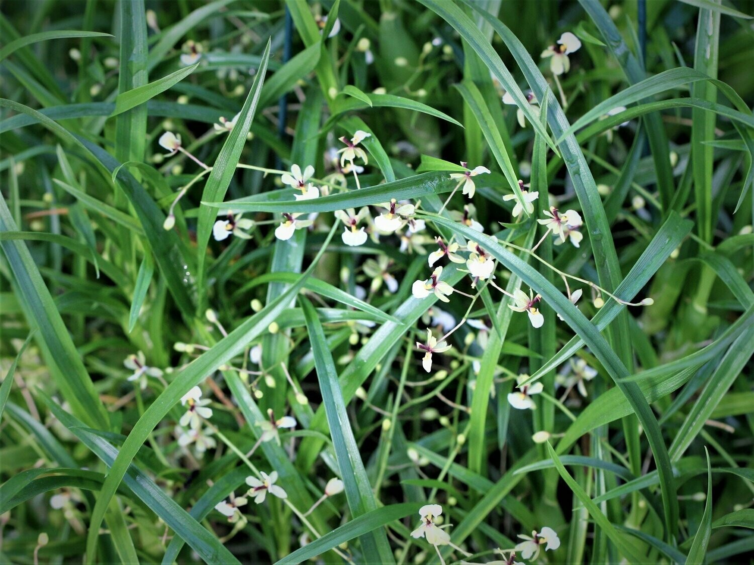Sigmatostalix radicans (Ornithophora radicans)