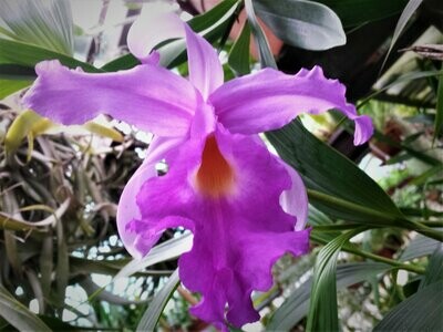 Sobralia macrantha