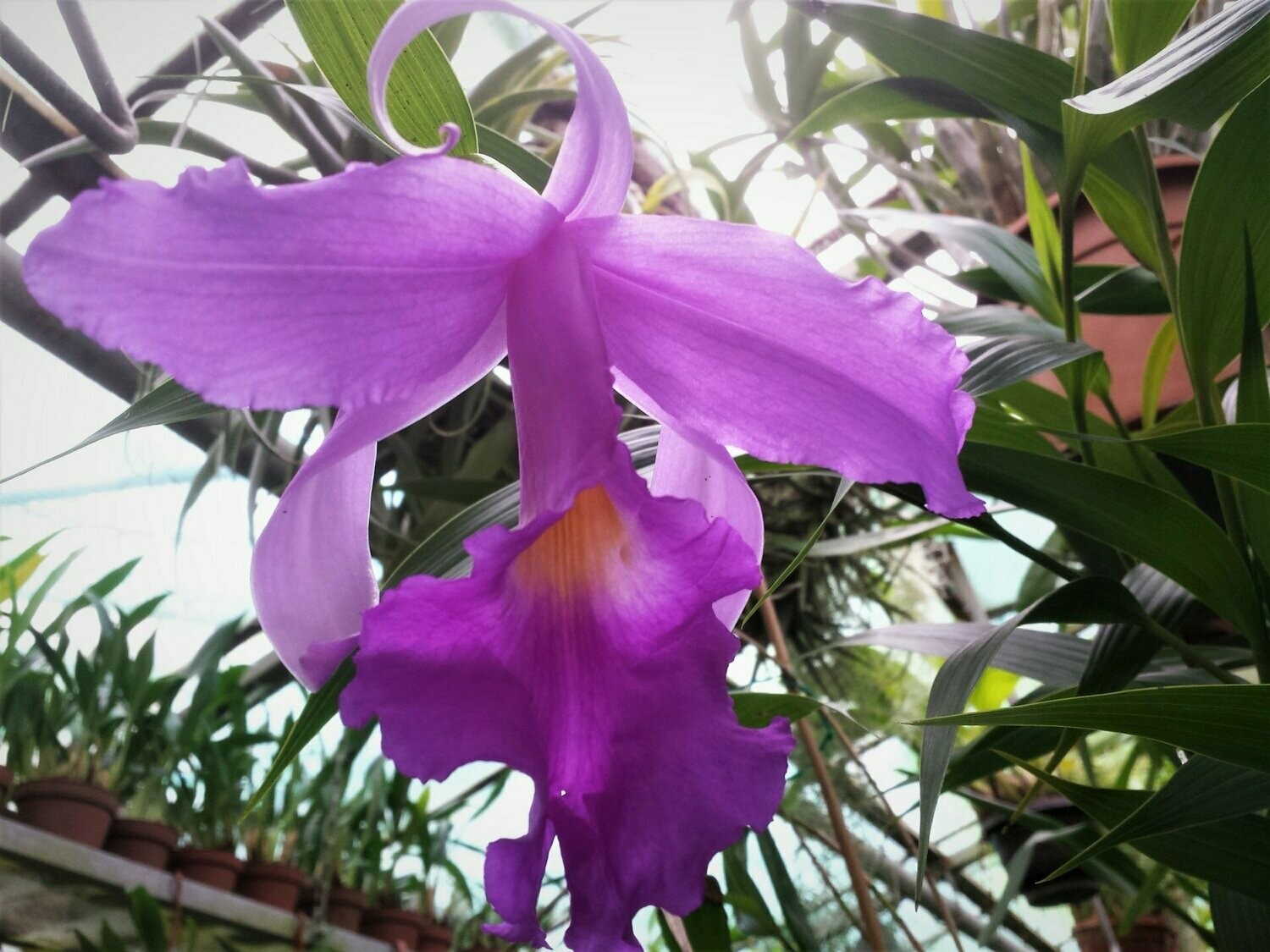 Sobralia macrantha Sobralia macrantha