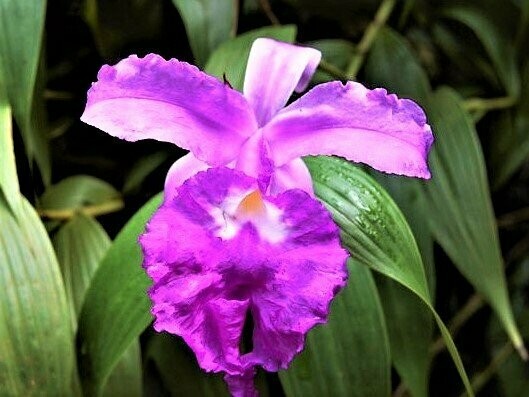 Sobralia macrantha