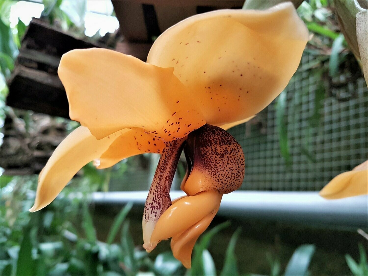 Stanhopea connata