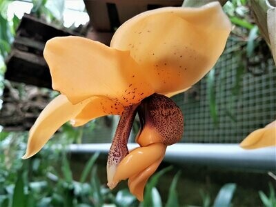 Stanhopea connata