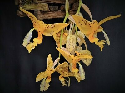 Stanhopea jenishiana Stanhopea jenishiana
