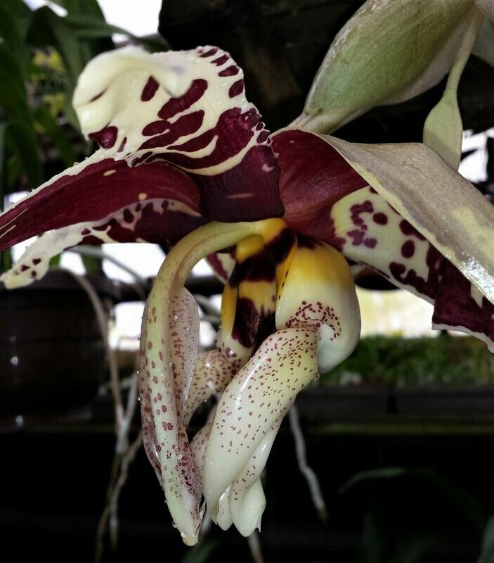 Stanhopea tigrina