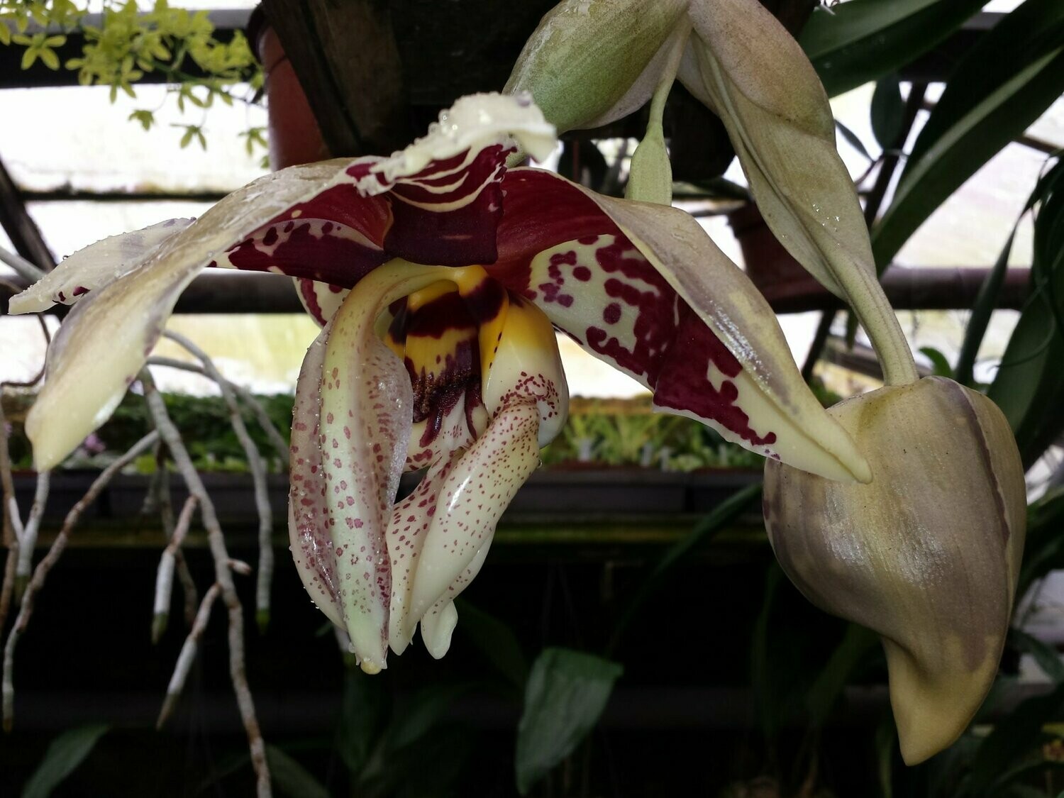 Stanhopea tigrina Stanhopea tigrina