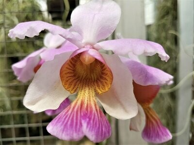 Vanda (Papilionanthe) teres Vanda (Papilionanthe) teres