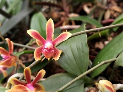 Phalaenopsis honghenensis