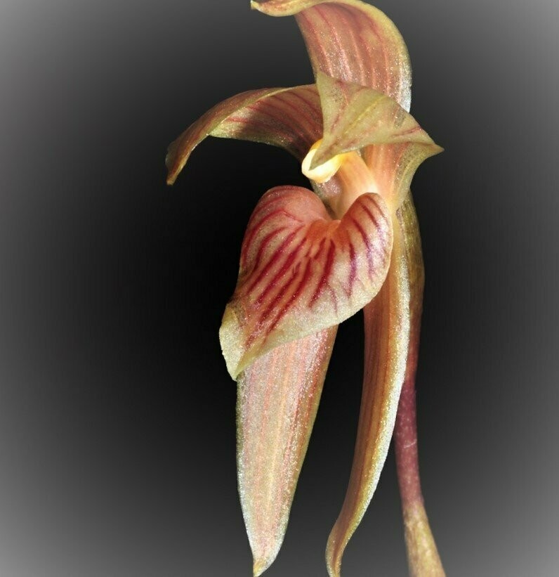 Maxillaria pulla
