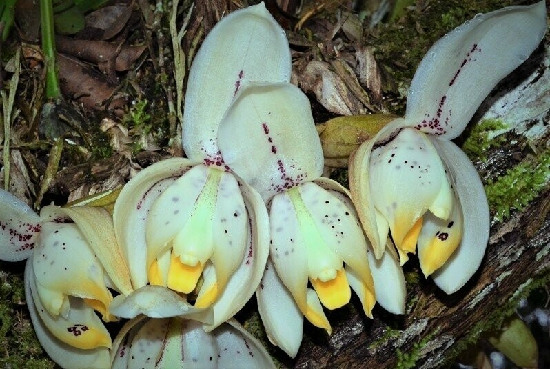 Stanhopea tricornis (NEU)
