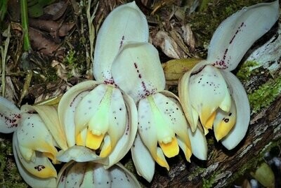 Stanhopea tricornis (NEU) Stanhopea tricornis (NEU)