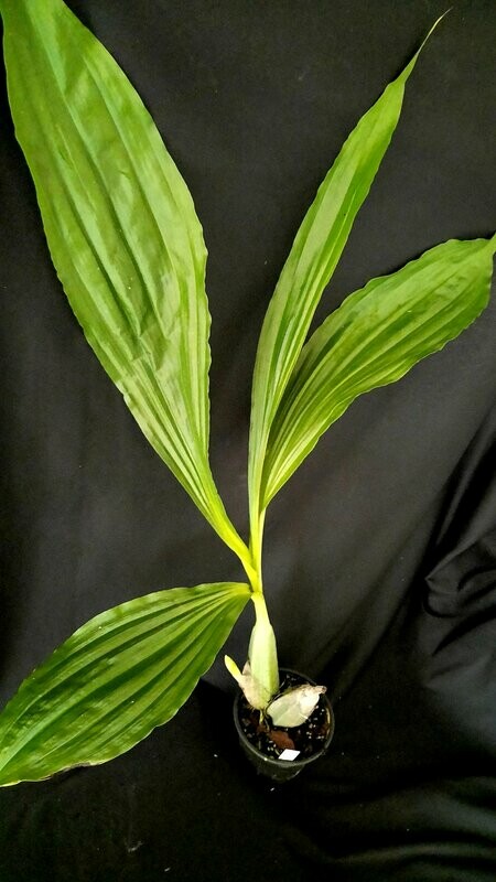Calanthe vestita ,Rosea' Calanthe vestita ,Rosea'