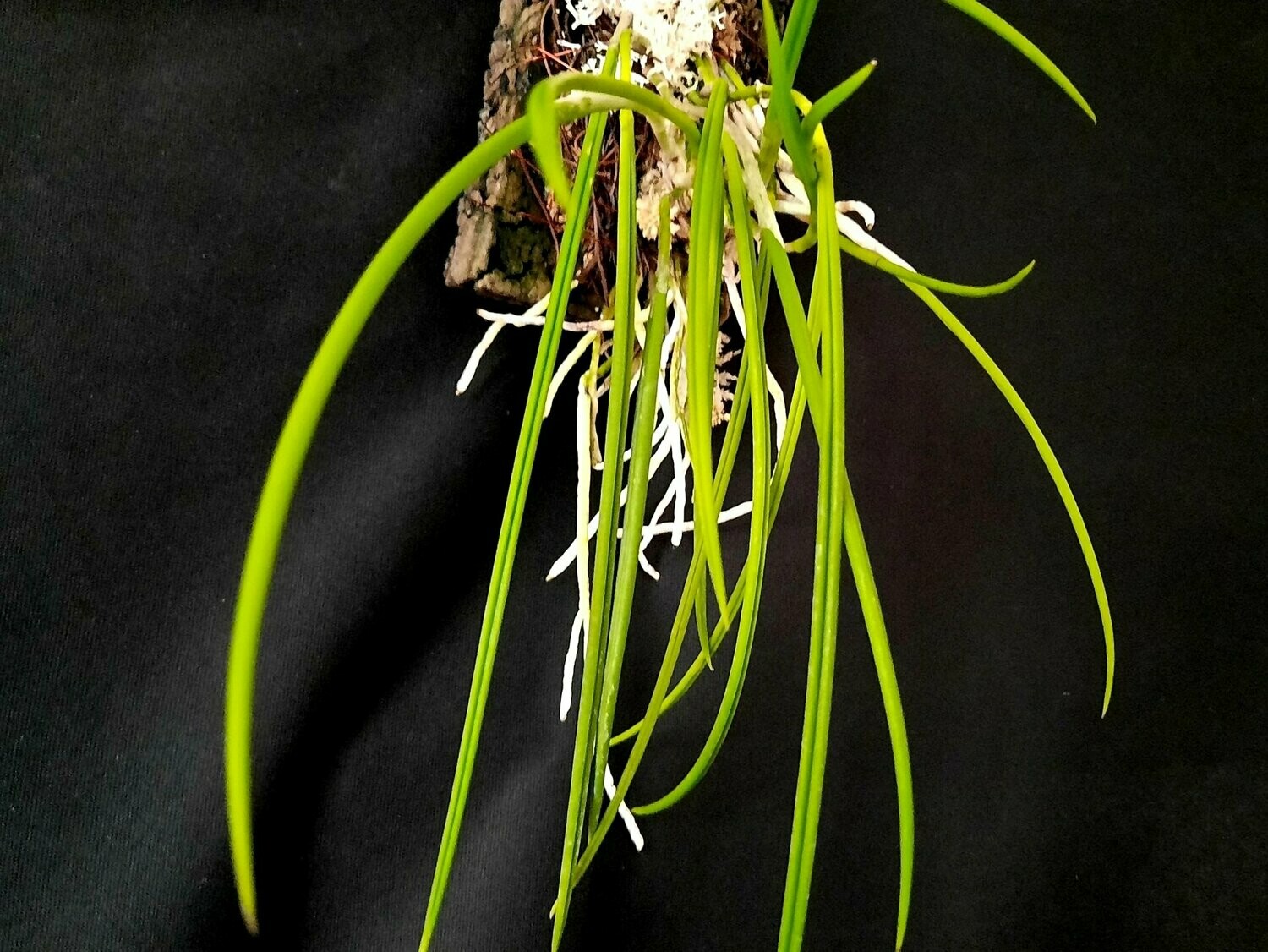 Brassavola gardneri Brassavola gardneri