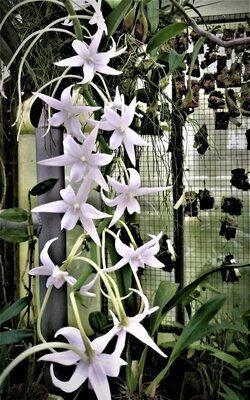 Aerangis articulata Aerangis articulata