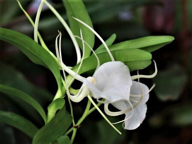 Angraecum germinyanum Angraecum germinyanum