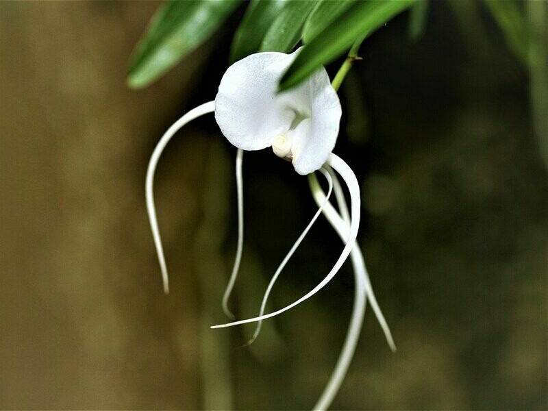 Angraecum germinyanum