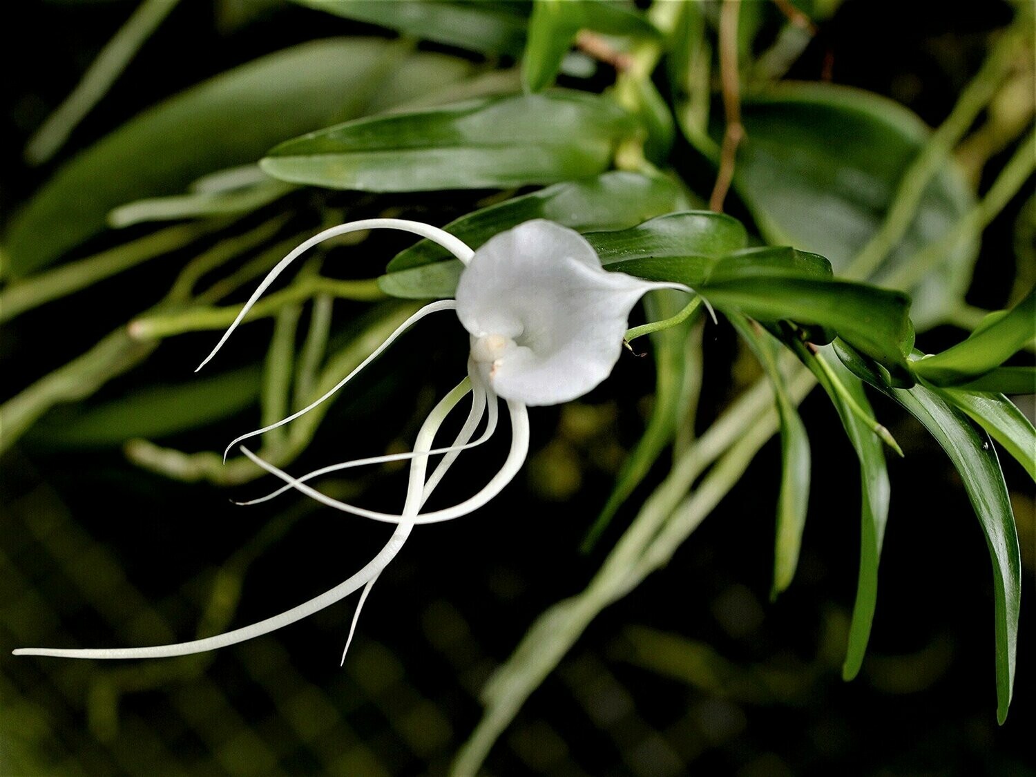 Angraecum germinyanum Angraecum germinyanum