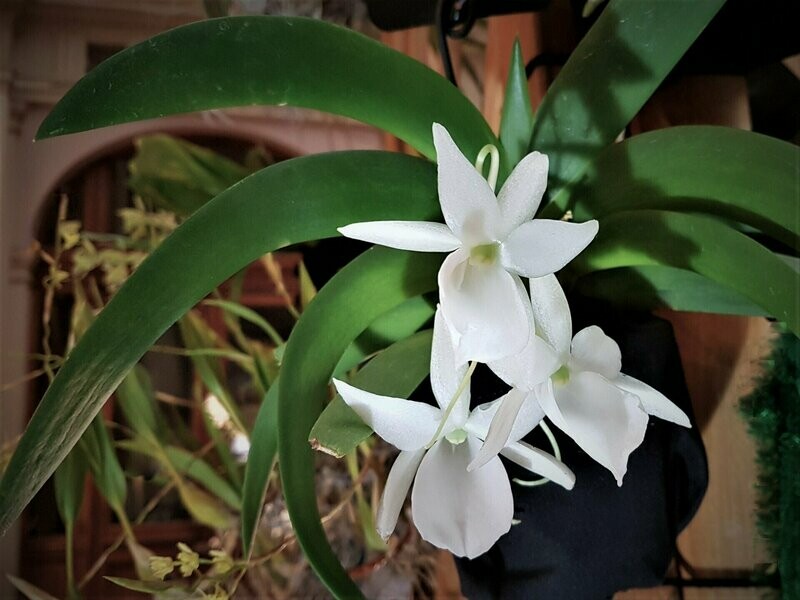 Angraecum leonis Angraecum leonis