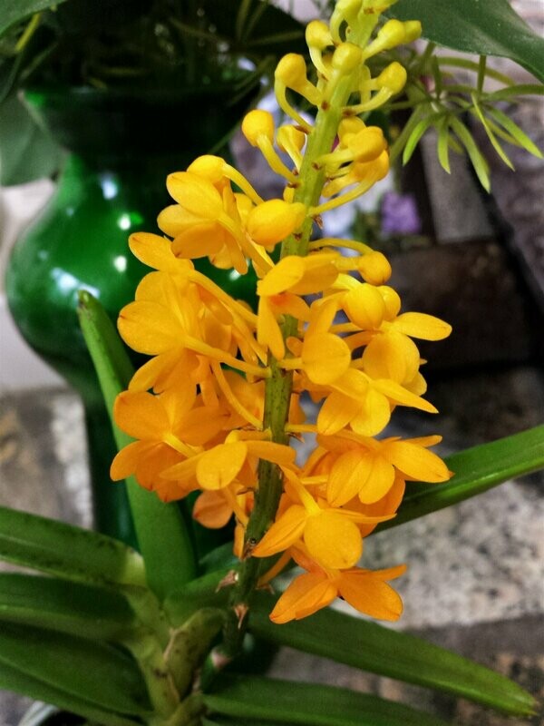 Ascocentrum miniatum