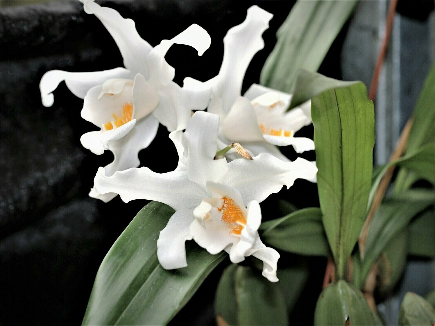 Coelogyne cristata - Topf Ø 9cm Coelogyne cristata - Topf Ø 9cm