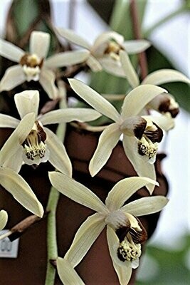 Coelogyne massangeana