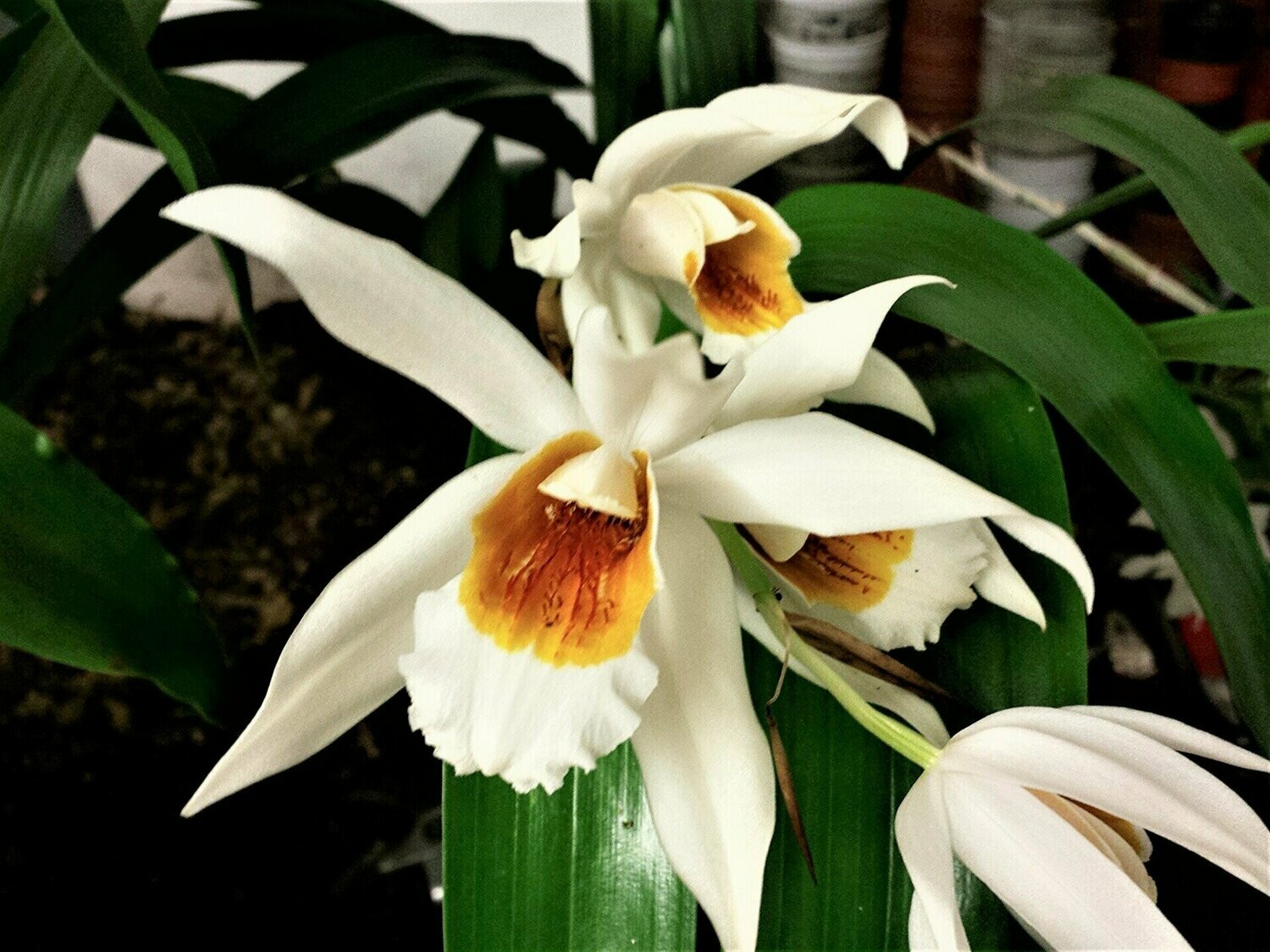 Coelogyne "Mem. W. Micholitz"