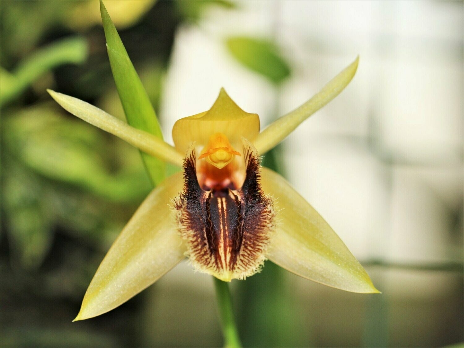 Coelogyne ovalis