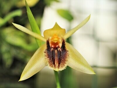 Coelogyne ovalis