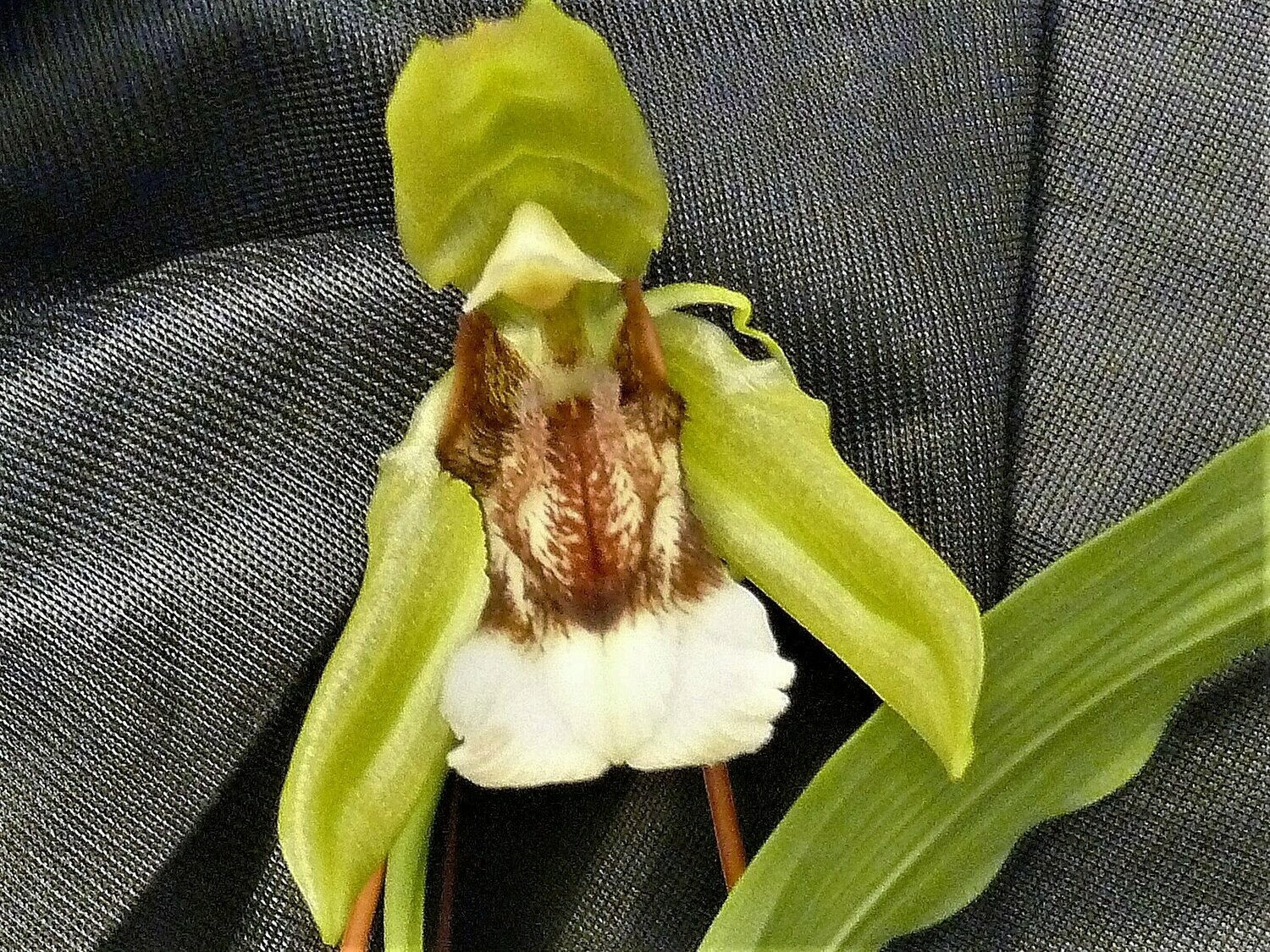 Coelogyne salmonicolor