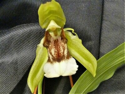 Coelogyne salmonicolor