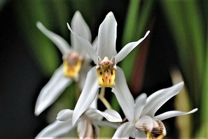 Coelogyne viscosa