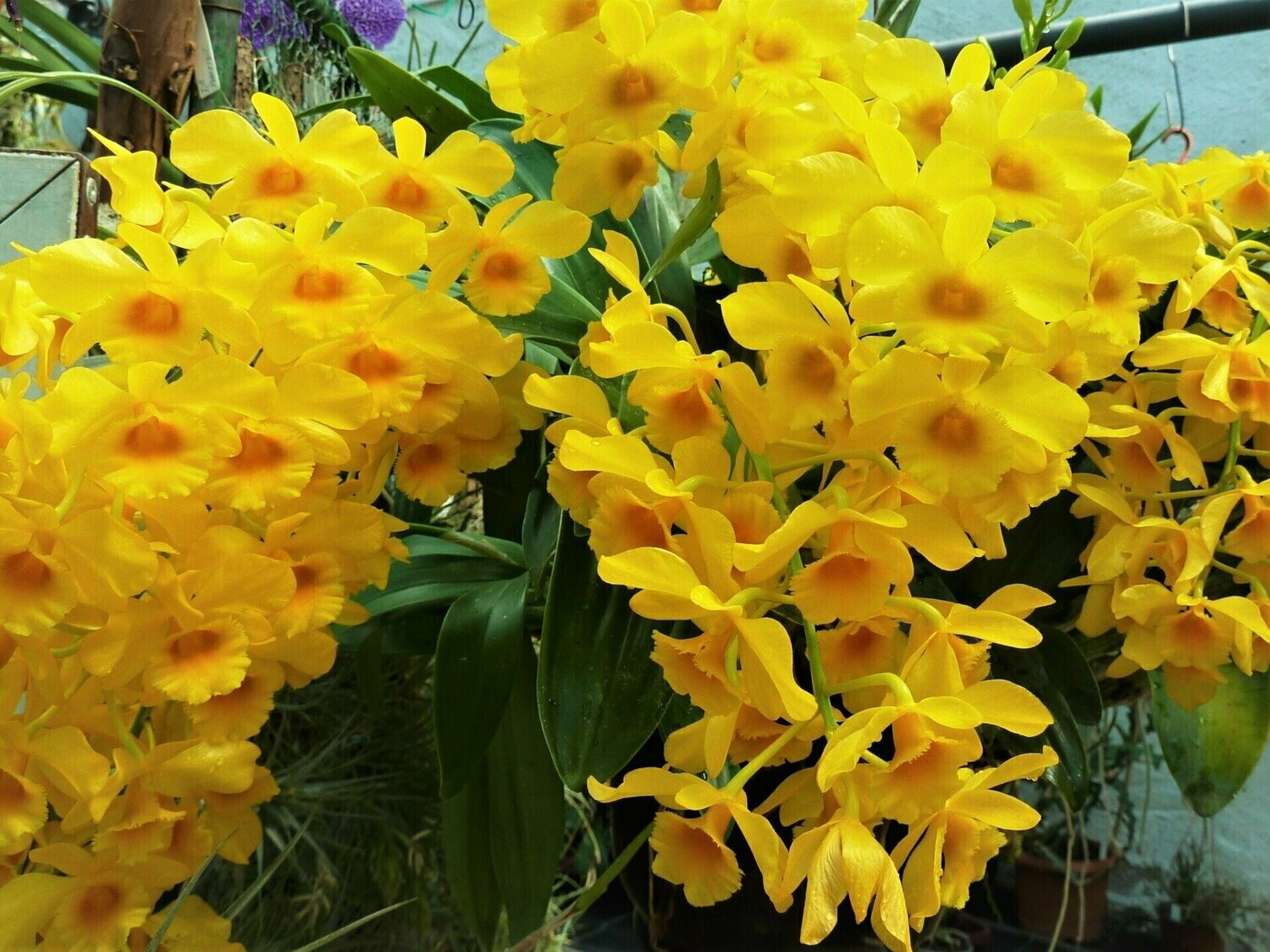Dendrobium chrysotoxum
