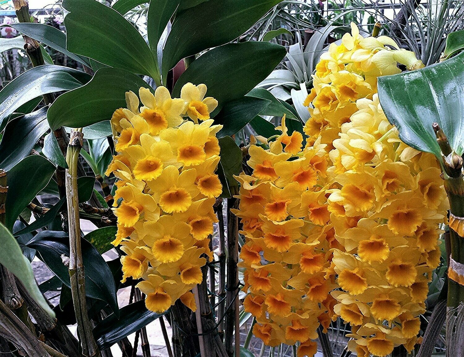 Dendrobium densiflorum Dendrobium densiflorum