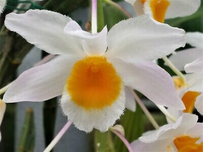 Dendrobium farmeri Dendrobium farmeri