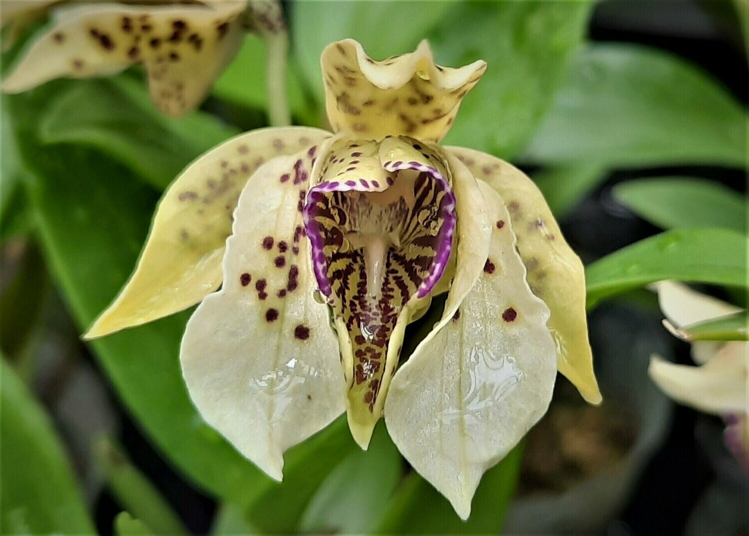 Dendrobium normanbyense