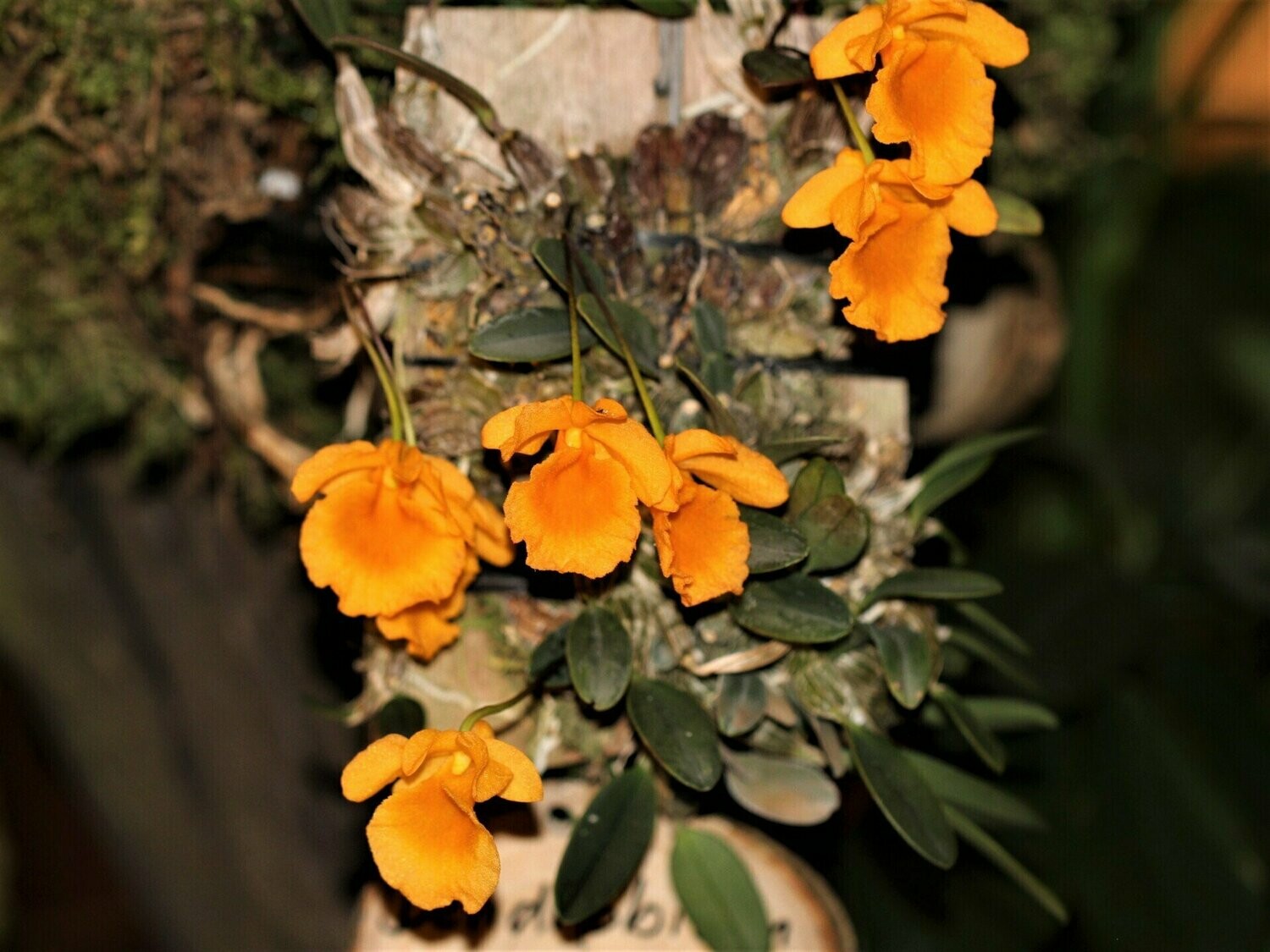Dendrobium jenkinsii