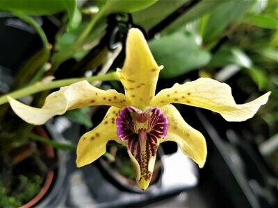 Dendrobium atroviolaceum Dendrobium atroviolaceum