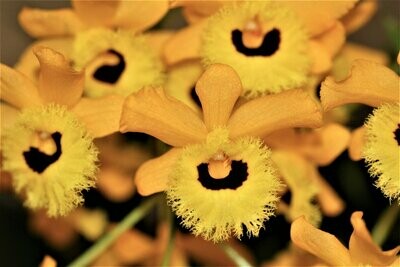 Dendrobium fimbriatum var. oculatum Dendrobium fimbriatum var. oculatum