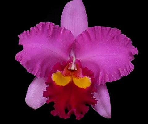 Rlc. (Pot.) Taichung Beauty 'Cosmetic Bull' Rlc. (Pot.) Taichung Beauty 'Cosmetic Bull'