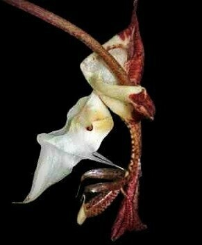 Gongora chocoensis