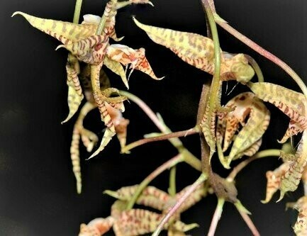 Gongora histrionica