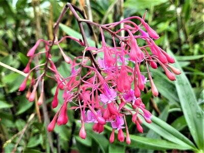 Epidendrum capricornu