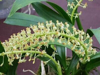 Dendrochilum magnum