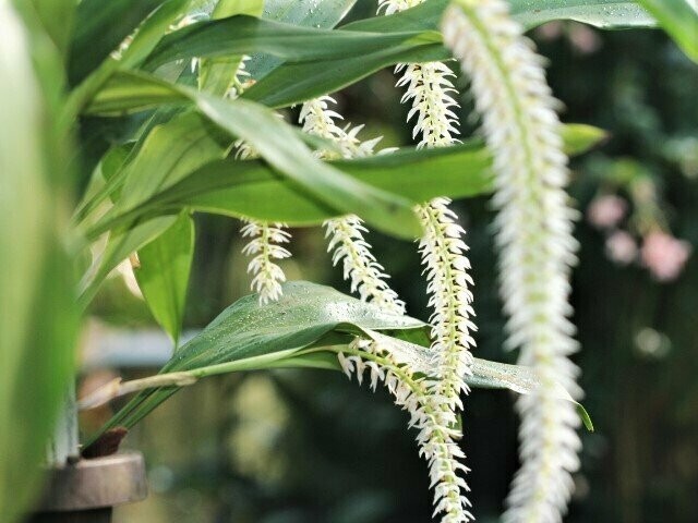 Dendrochilum glumaceum