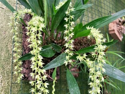 Dendrochilum compactum