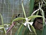 Epidendrum parkinsonianum