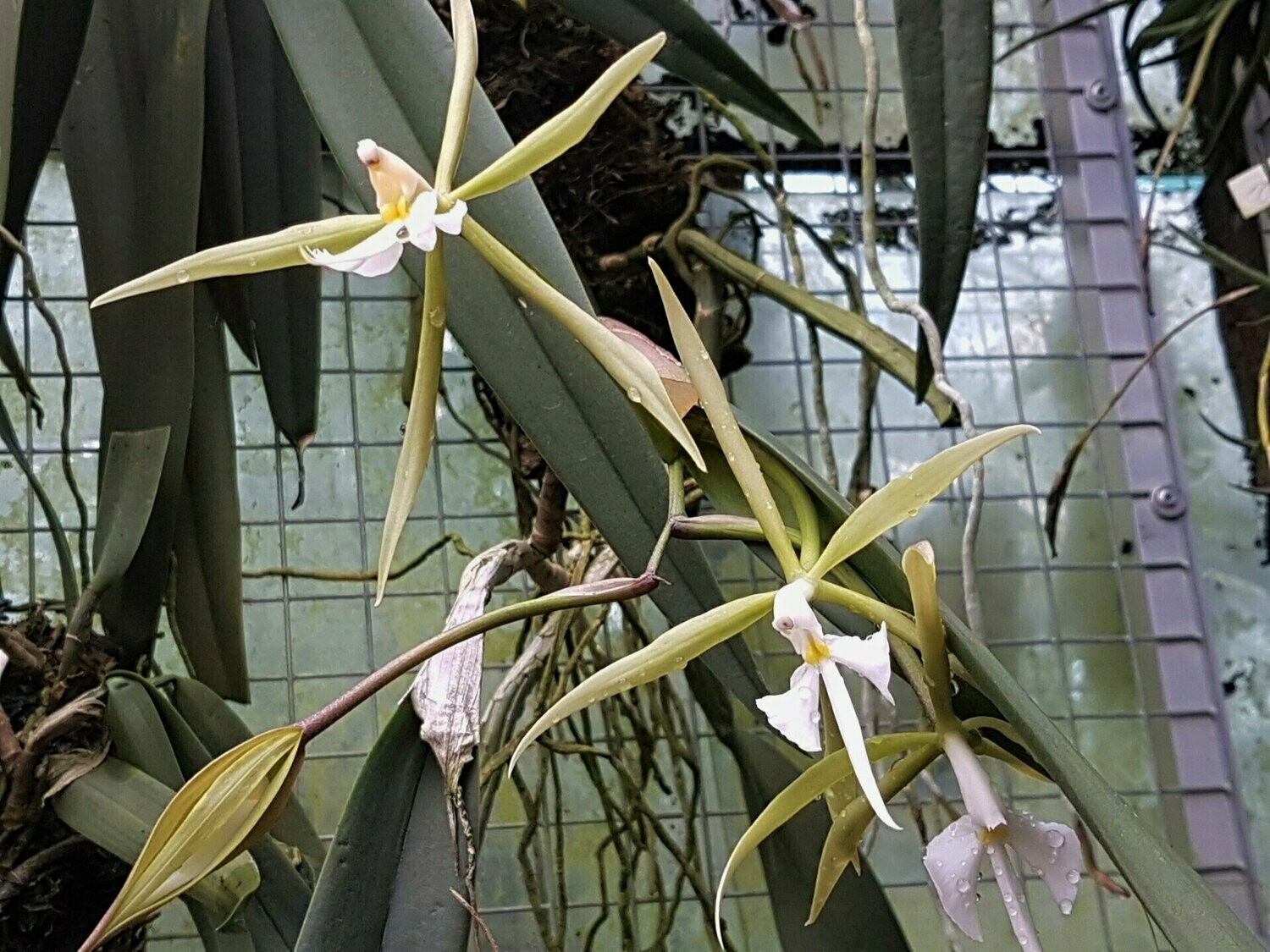 Epidendrum parkinsonianum