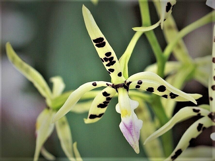 Epidendrum prismatocarpum Epidendrum prismatocarpum
