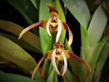 Maxillaria pseudoreichenheimiana