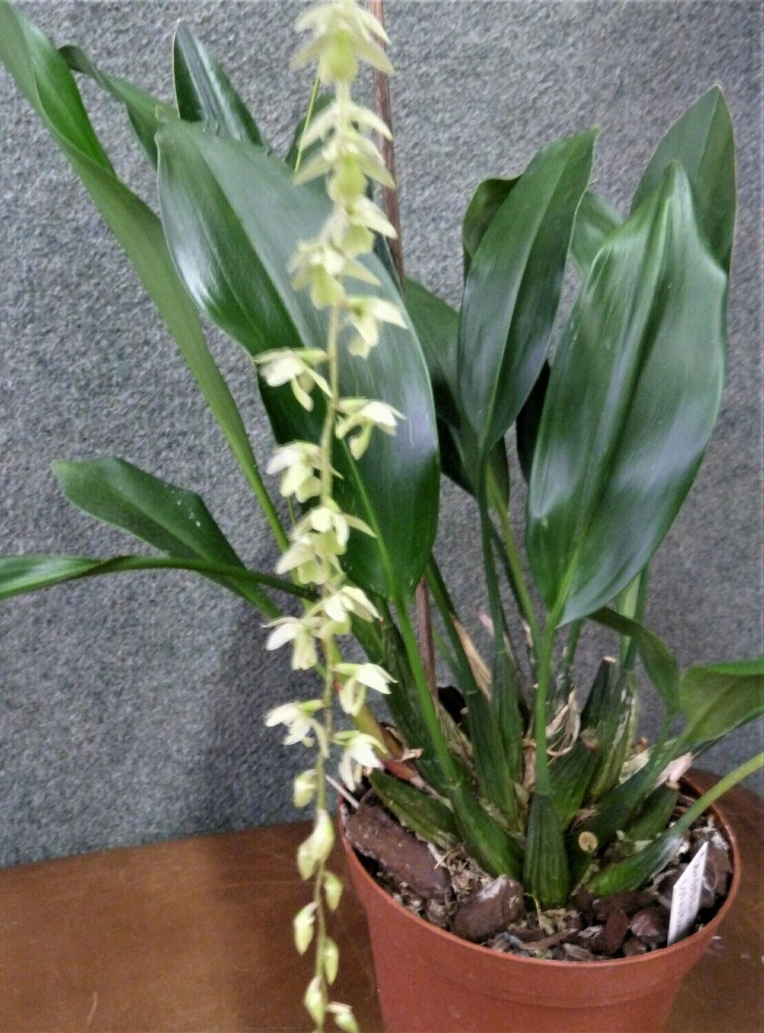 Dendrochilum cornutum